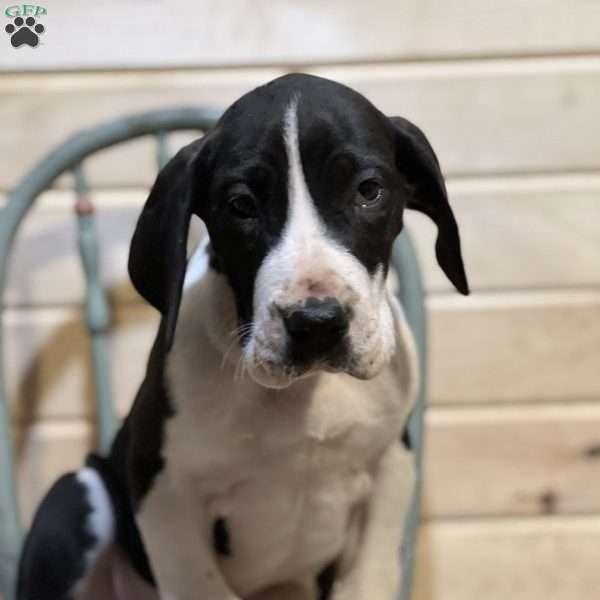 Tyler, Great Dane Puppy